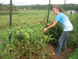 Trelllising tomatoes